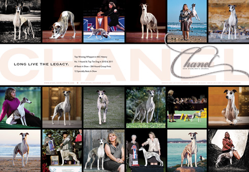 Chanel is now the Top Winning Whippet in AKC History