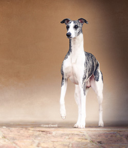 MBIS GCH Starline's Jimmy Choo