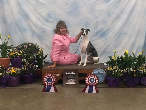 MBIS GCH Starline’s Jimmy Choo