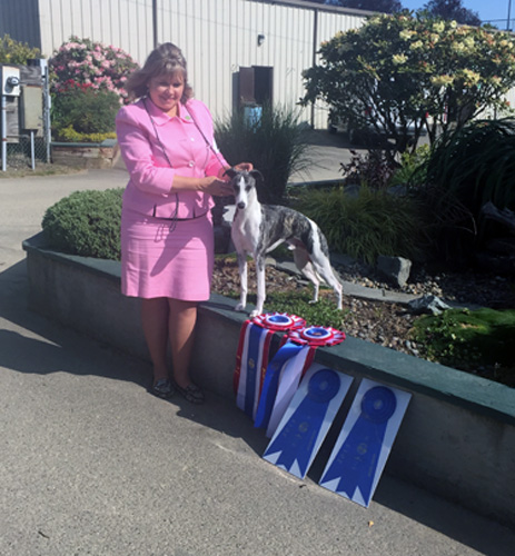 MBIS GCH Starline’s Jimmy Choo