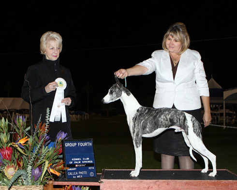 MBIS GCH Starline’s Jimmy Choo