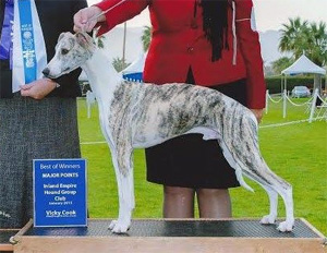 Starline & Wyndham Million Dollar Bill