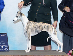 GCH Princeton's Falling In Love At Starline
